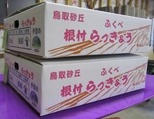 山根農園　特別栽培根付らっきょう　Mサイズ ３Kg 2箱セット